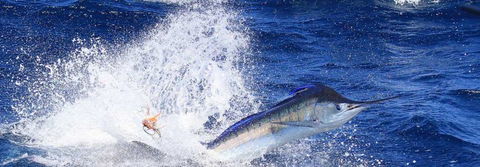 True Blue Fishing Charters - Attractions Brisbane 6