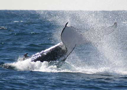 Whale Watching Sydney - Attractions Brisbane 0