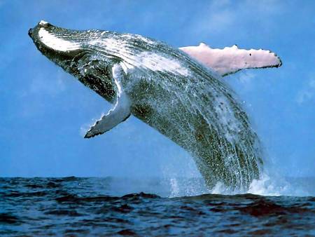 Whale Watching Sydney - Attractions Brisbane 3