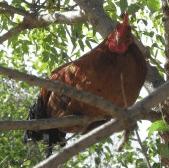 Perth City Farm Organic Markets - Attractions Brisbane 3