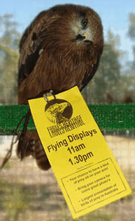 Eagles Heritage Raptor Wildlife Centre - Attractions Brisbane 1