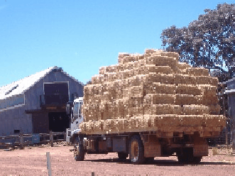 Avondale Discovery Farm - Attractions Brisbane 1