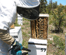 The House Of Honey - Attractions Brisbane 0