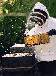 The House Of Honey - Attractions Brisbane 3