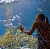 The Aquarium of Western Australia - Attractions Brisbane