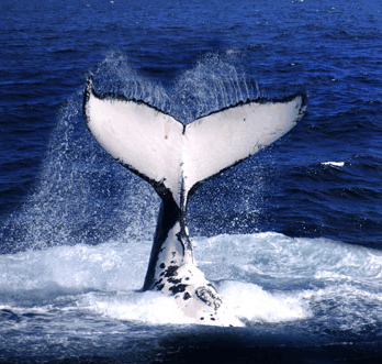 Brisbane Whale Watching - Attractions Brisbane