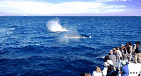 Brisbane Whale Watching - Attractions Brisbane 1