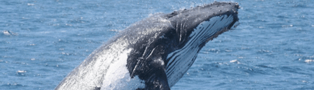 Brisbane Whale Watching - Attractions Brisbane 2