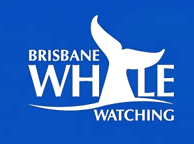 Brisbane Whale Watching - Attractions Brisbane 3