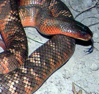 Armadale Reptile  Wildlife Centre - Attractions Brisbane