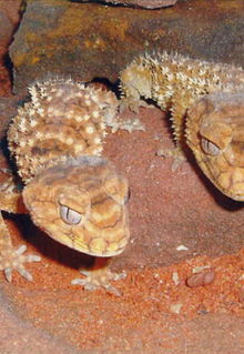 Armadale Reptile & Wildlife Centre - Attractions Brisbane 1