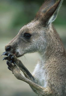 Armadale Reptile & Wildlife Centre - Attractions Brisbane 2