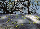 Hawthorn Studio & Gallery - Attractions Brisbane 3