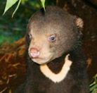 Perth Zoo - Attractions Brisbane