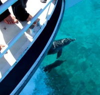 Pelican Charters - Attractions Brisbane