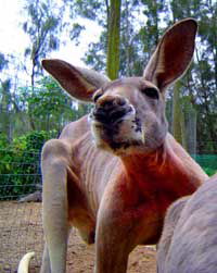 Birdland Animal Park - Attractions Brisbane 3