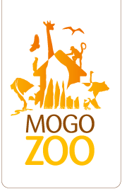 Mogo Zoo - Attractions Brisbane