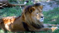Mogo Zoo - Attractions Brisbane 1
