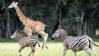 Mogo Zoo - Attractions Brisbane 2