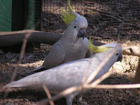 Wirrimbirra Sanctuary - Attractions Brisbane 1