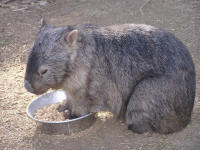 Wirrimbirra Sanctuary - Attractions Brisbane 2