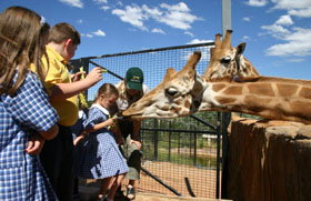 National Zoo & Aquarium - Attractions Brisbane 2