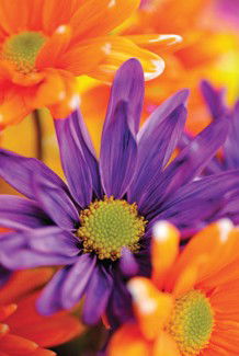 Warringal Shopping Centre - Attractions Brisbane 3