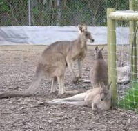 Jirrahlinga Koala  Wildlife Sanctuary - Attractions Brisbane