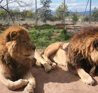 Mansfield Zoo - Attractions Brisbane
