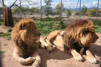 Book Mansfield Accommodation Vacations Attractions Brisbane Attractions Brisbane