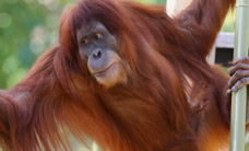 Melbourne Zoo - Attractions Brisbane 1