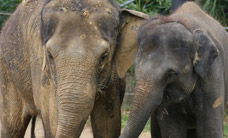 Melbourne Zoo - Attractions Brisbane 3