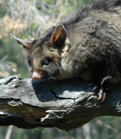 Moonlit Sanctuary Wildlife Conservation Park - Attractions Brisbane 0