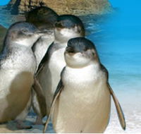 Phillip Island Penguin Parade - Attractions Brisbane