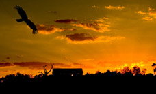 Werribee Open Range Zoo - Attractions Brisbane 1