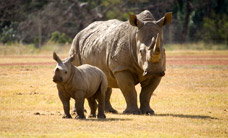 Werribee Open Range Zoo - Attractions Brisbane 3