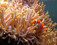 Reef HQ Great Barrier Reef Aquarium