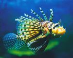 Underwater World - Attractions Brisbane 0