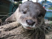 Underwater World - Attractions Brisbane 1