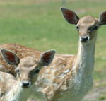 Marapana Wildlife Park - Attractions Brisbane