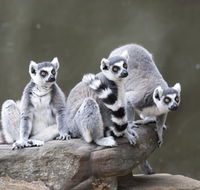 Adelaide Zoo - Attractions Brisbane