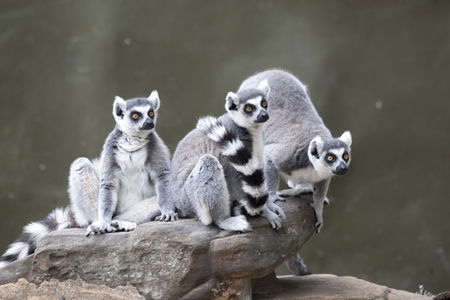 Adelaide Zoo - Attractions Brisbane 0
