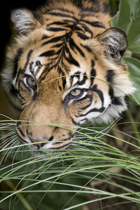 Adelaide Zoo - Attractions Brisbane 1