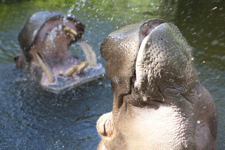 Adelaide Zoo - Attractions Brisbane 2