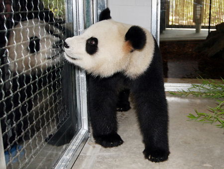Adelaide Zoo - Attractions Brisbane 3