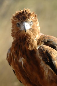 Book Alice Springs Accommodation Vacations Attractions Brisbane Attractions Brisbane