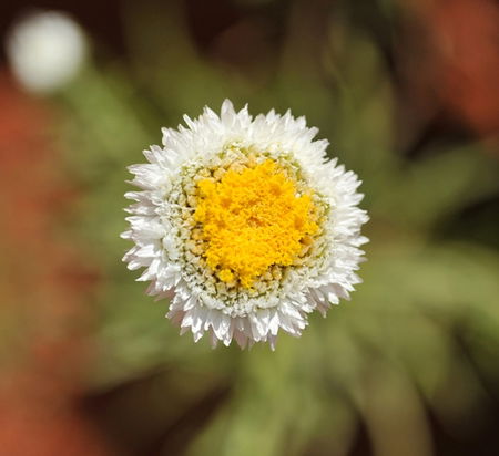 Alice Springs Desert Park - Attractions Brisbane 1