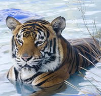 Zoo Doo Wildlife Park - Attractions Brisbane