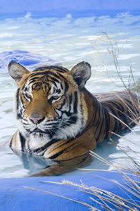 Zoo Doo Wildlife Park - Attractions Brisbane 0
