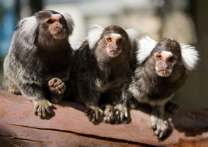 Zoo Doo Wildlife Park - Attractions Brisbane 1